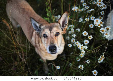 Loyal Sitting Dog Amidst Chamomiles At Summer Day