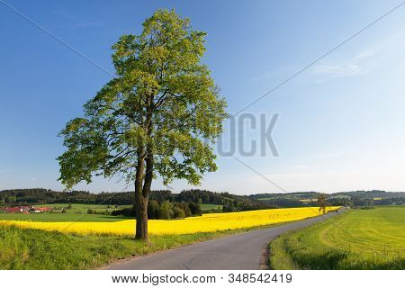 Field Of Rapeseed, Canola Or Colza, In Latin Brassica Napus, Lime Tree And Road,rape Seed Is Plant F