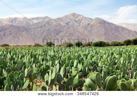 Prickly Pear Cactus Or Opuntia Field Near Nasca Town In Peru, Opuncia Cactuses Are Typical Agricultu