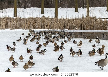 Mallard Ducks And Canada Goose In Wisconsin Conservation Area During Winter Time.
