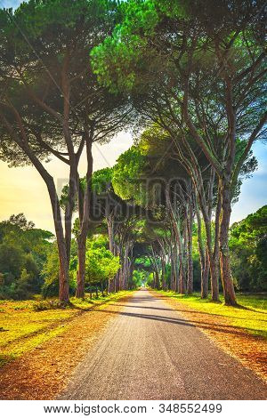 San Rossore And Migliariino Park, Footpath In Pine Tree Misty Forest Or Pinewood. Pisa, Tuscany, Ita