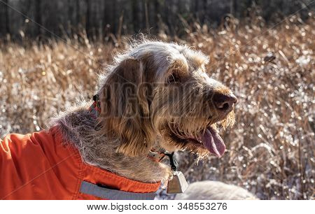 An Italian Spinone Dog Looks Happy Wearing A High Viz Vest