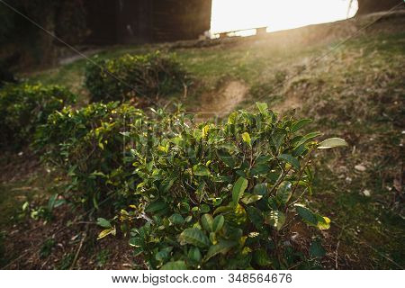 Tea Bushes In The Sun. The Worlds Northernmost Tea Plantation In Sochi, Russia