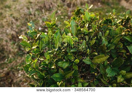 Tea Bushes In The Sun. The Worlds Northernmost Tea Plantation In Sochi, Russia