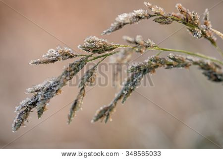 Frozen Plants In Winter