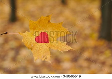 Open Pure Heart Concept, Copy Space. Heart On Maple Leaf. Unrequited, One-sided Love Or Loneliness S