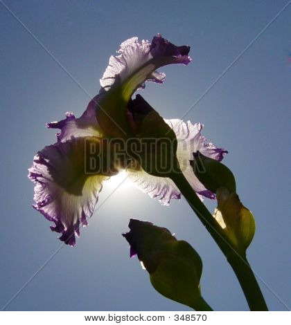 Iris 1