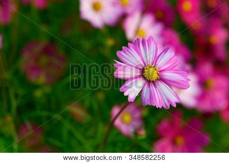 Some Beautiful Daisy Or Cosmos Bipinnata Cav