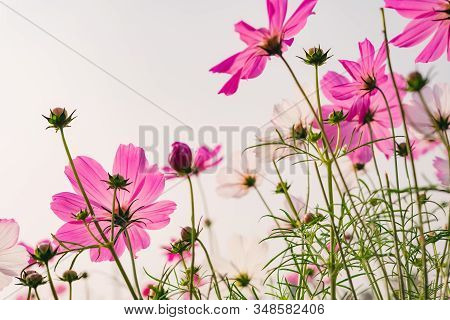 Low Angle View Of Beautiful Daisy Or Cosmos Bipinnata Cav