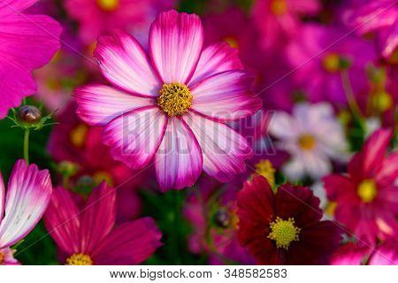 Beautiful Daisy Or Cosmos Bipinnata Cav Horizontal