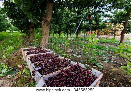 Boxes Full Of Freshly Picked Sweet Black Cherries. Lapins Cherries Picked For Further Elaboration. H