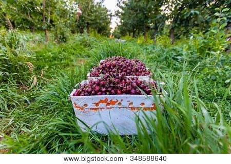 Boxes Of Freshly Picked Lapins Cherries. Industrial Cherry Orchard. Buckets Of Gathered Sweet Raw Bl