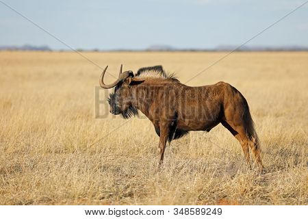 A black wildebeest (Connochaetes gnou) in open grassland, Mokala National Park, South Africa