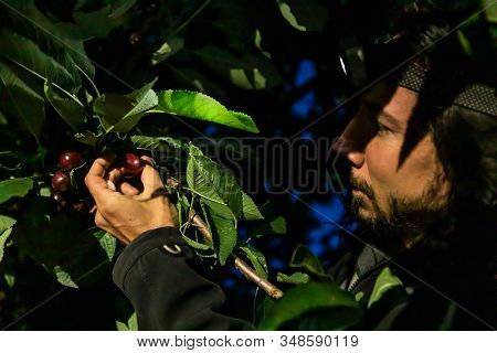 Cherry-picking At Night Time. Close-up View Of Professional Gardener Hands Picking Sweet Black Cherr