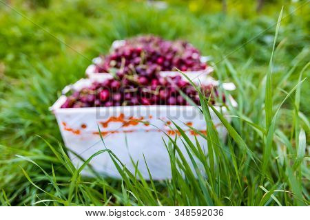 Close-up View Of Green Grass And Boxes Full With Freshly Picked Cherries On The Background. Harvest 
