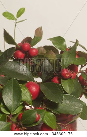 Gaultheria Procumbens Berries Cloeu Up Shot Local Focus