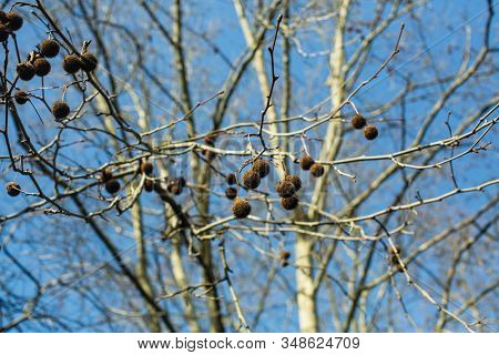 Texture of London planetree (Platanus x acerifolia) also known as London plane or hybrid plane.