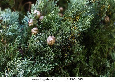 Texture of Italian Cypress (Cupressus sempervirens), closeup view background.