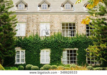 Creeping Fig Or Creeping Rubber Fig Is  Green Creeper Plant Catch On Bilding Wall
