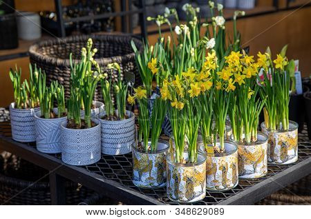 Potted Narcissus, Tazetta Daffodils Division 8 Avalanche Flowers Blooming In The Garden Shop In Spri