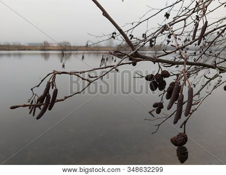 Branches Of Alder With Dry Cones Over Autumn River