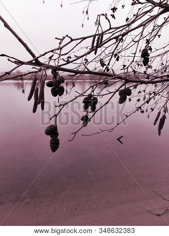 Branches Of Alder With Dry Cones Over Autumn River