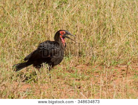 closeup of a solitary Southern Ground Hornbill (Bucorvus leadbeateri)

