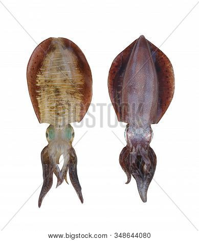 Fresh Bigfin Reef Squid Or Soft Cuttlefish Squid Isolated On White Background And Have Clipping Path