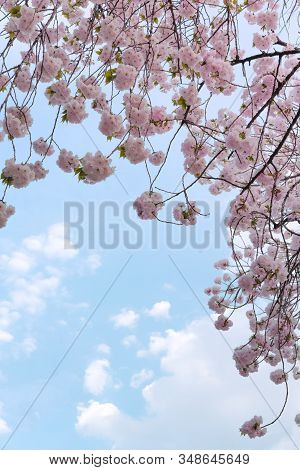 The Cherry Weeping Cherry Blossom Of Asukayama Park In Tokyo, Japan.