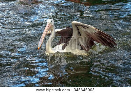 One Australian Pelicans, Pelecanus , With Open Wings Swims In The Water. It Is A Large Waterbird In 