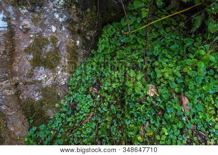 Close Up Of Tropical Rainforest Vegetation With Moss And Lychen. Forest Nature Biodiversity Ecosyste