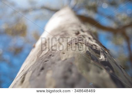 Eucalyptus Bark Smooth Texture With Small Insect Shallow Depth Of Field Nature Background