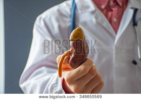 Doctor In Hospital Is Facing Patient Or Camera And Holding Anatomical Model Of Kidney, Showing It To