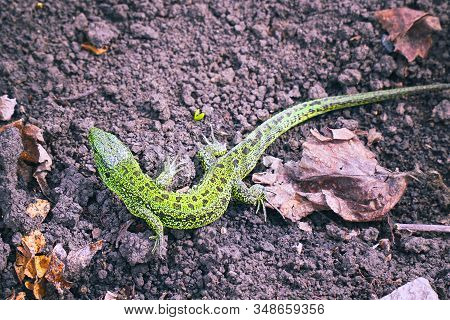 A Small Green Lizard On The Ground. Selective Focus