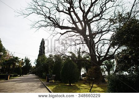 Spring Park. The Awakening Of Nature. Oak, Green Trova And Other Plants