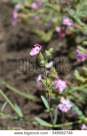 Tufted Soapwort Pink Flowers - Latin Name - Saponaria Caespitosa