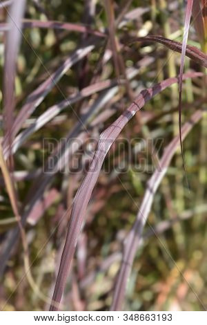 Purple Fountain Grass - Latin Name - Pennisetum Advena (pennisetum Setaceum Var. Rubrum)