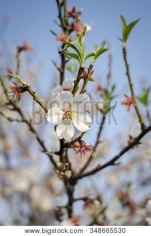Detailed Almond Flower, Seasonal Bloom Of January And February In Majorca. Beautiful Bokeh, Colorful