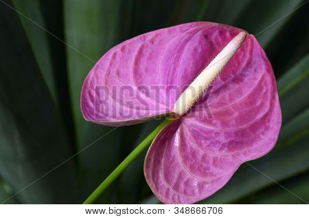 Anthurium Andraeanum Pink Flower On A Blurred Tropical Leaves Background.flamingo Lily,
Tailflower,l