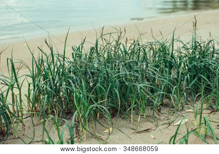 Grass Grows In Sand Silt By The River. Template For Design. Copy Space.