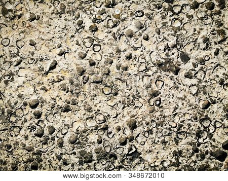 Sea Shells Fossil Texture As Very Nice Background