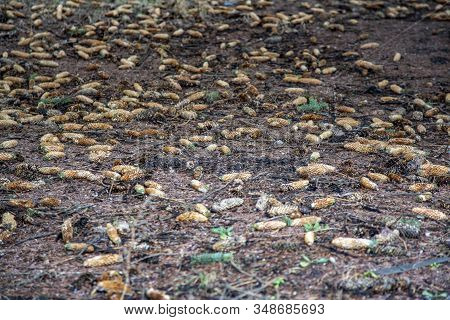Many Fallen Cones On The Forest Ground