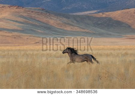 A Wild Horse Stallion In The Utah Desert In Fall