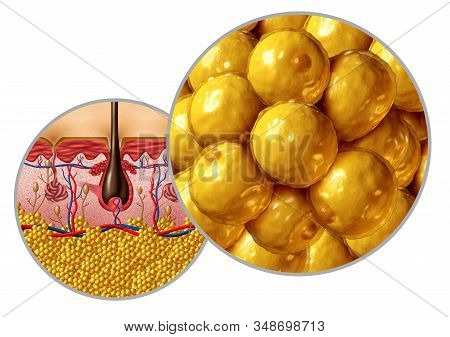 Fat Anatomy Diagram Adipocyte Or Lipocyte Concept With A Cross Section Of The Human Body Surface Org