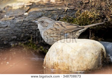 Dunnock, Prunella Modularis, Drinking Water In A Stream