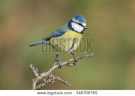 Blue Tit, Cyanistes Caeruleus, Perched On A Branch Against A Uniform Green Background