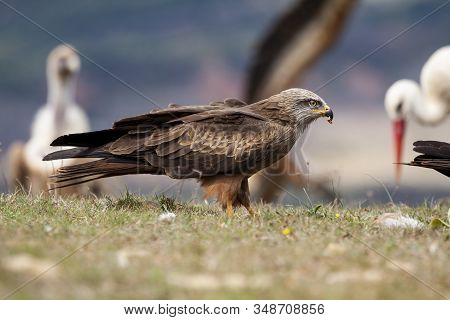 Black Kite, Milvus Migrans, Feeding On The Carrion Floor. Leon, Spain