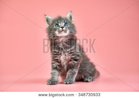 Maine Coon Gray Kitten, Copy Space. Cute Shorthair Purebred Cat On Pink Background. Grayish Hair Att