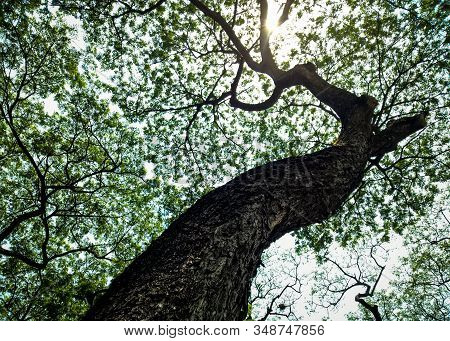 The Old Tree Green Leaves With Sunshine