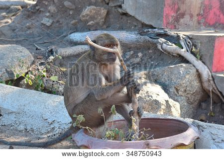 Urban Monkeys. Wild Obezjany Live In The City Among The People. Monkeys In Asia.
